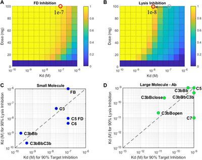 Mathematical Modeling of Complement Pathway Dynamics for Target Validation and Selection of Drug Modalities for Complement Therapies